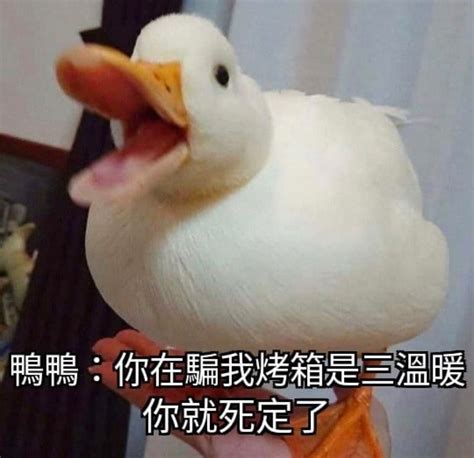 鴨子 呱 瘋了吧我每個漢語全是禁咒
